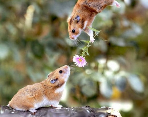 corteggiamento-classico