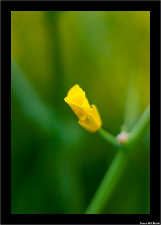 Liberazione 2015_0085 copia fb